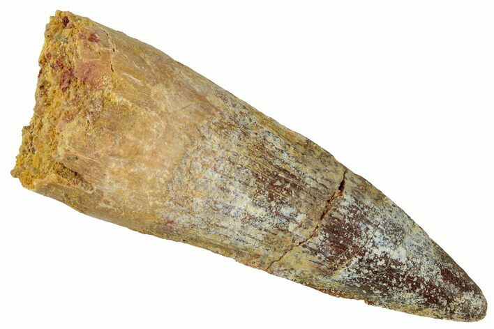 Fossil Spinosaurus Tooth - Real Dinosaur Tooth #326272